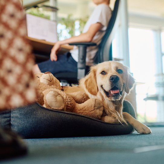 Ein Golden Retriever sitzt in seinem Körbchen im Büro neben dem Schreibtisch